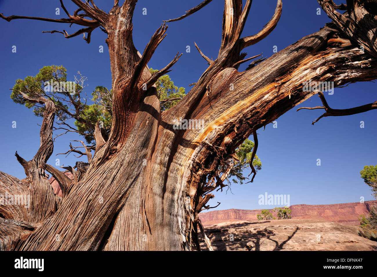 Nodose tronco della Utah juniper, White Rim Drive, White Rim Trail, Island in the Sky, il Parco Nazionale di Canyonlands, Moab, Utah, Sud Foto Stock