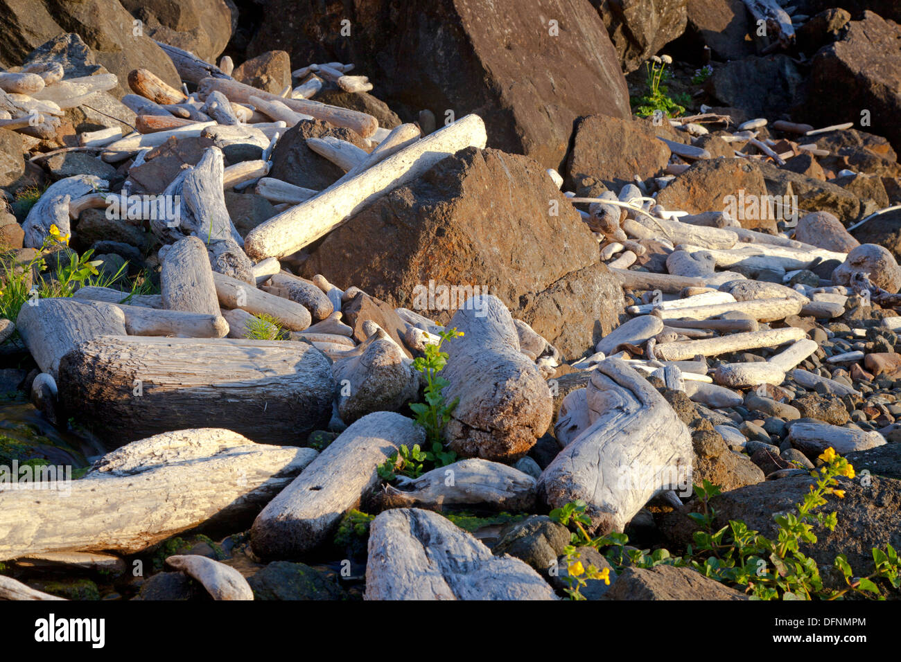 Driftwood lungo la costa meridionale della Oregon Coast il litorale a Samuel H. Boardman parco dello stato. Foto Stock