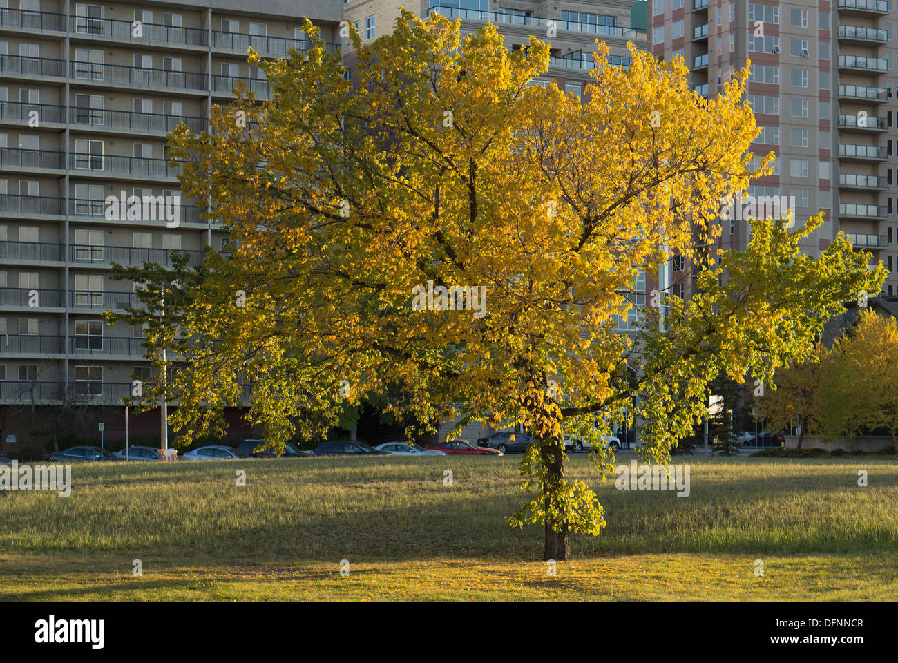 Lo spazio verde in prossimità di edifici di appartamenti Foto Stock