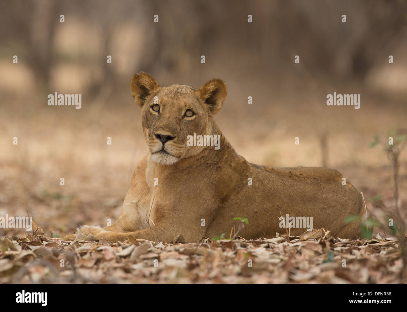 Leonessa (Panthera leo) sdraiato Foto Stock