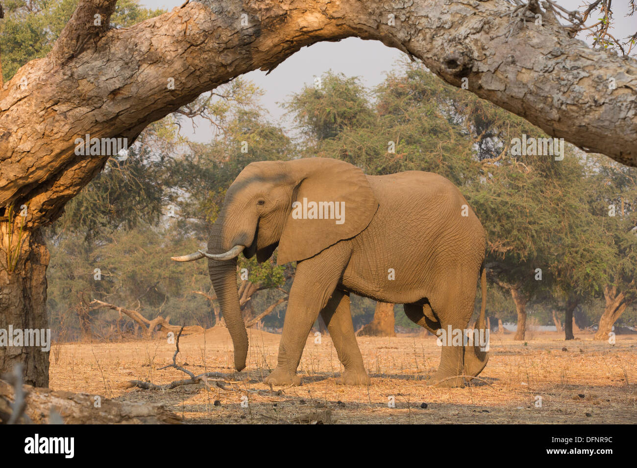 Elefante africano bull (Loxodonta africana) incorniciata dal ramo di albero Foto Stock
