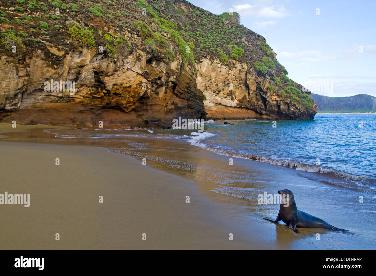 Le Galapagos Sea Lion a Punta Pitt, San Cristobal Island Foto Stock