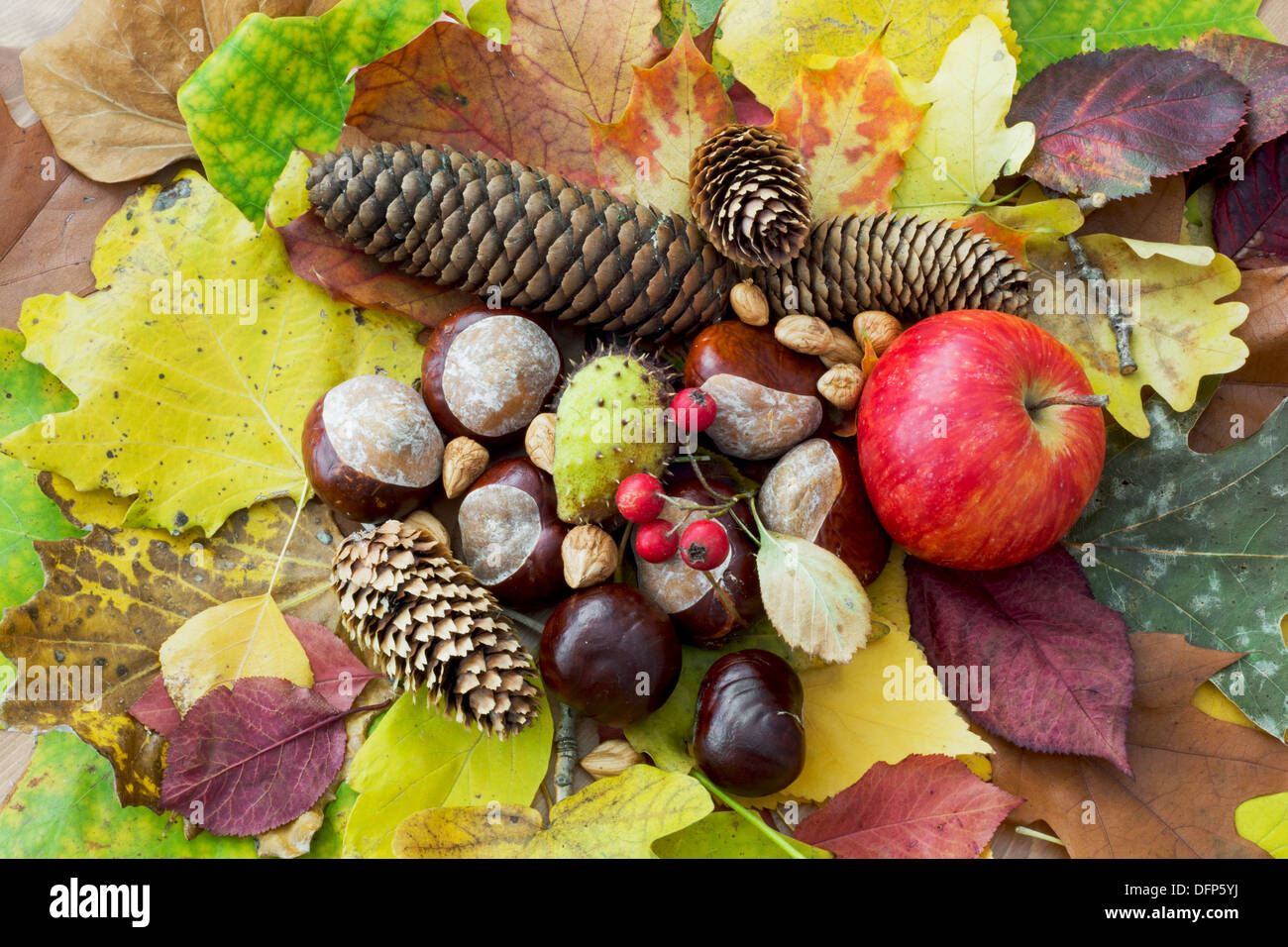 Apple, foglie di autunno, ippocastano, pigne, rosa canina e dadi disposti sul tavolo. Foto Stock