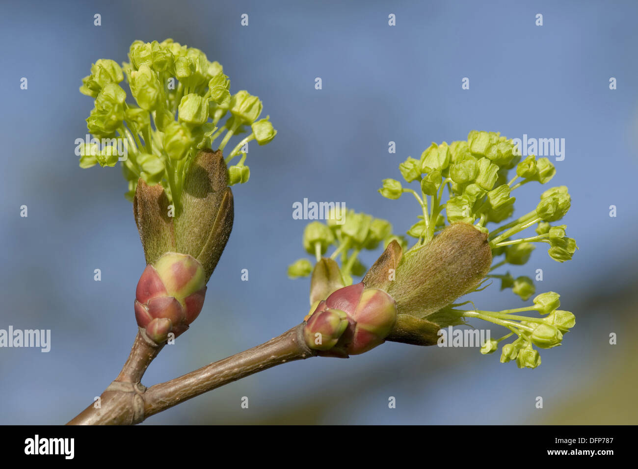 Norvegia acero Acer platanoides Foto Stock