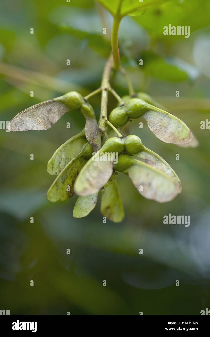 Acero di monte, Acer pseudoplatanus Foto Stock