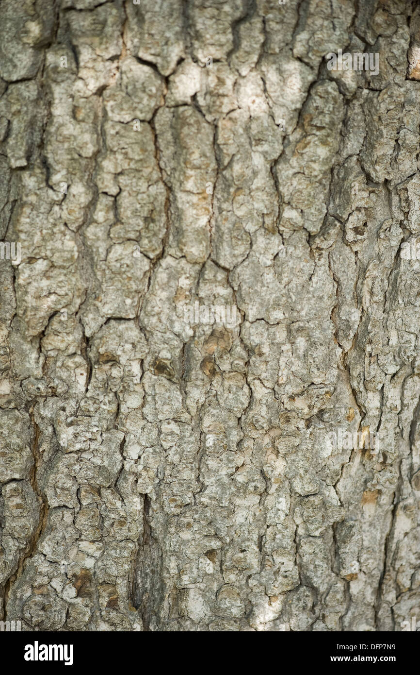 Acero di monte, Acer pseudoplatanus Foto Stock