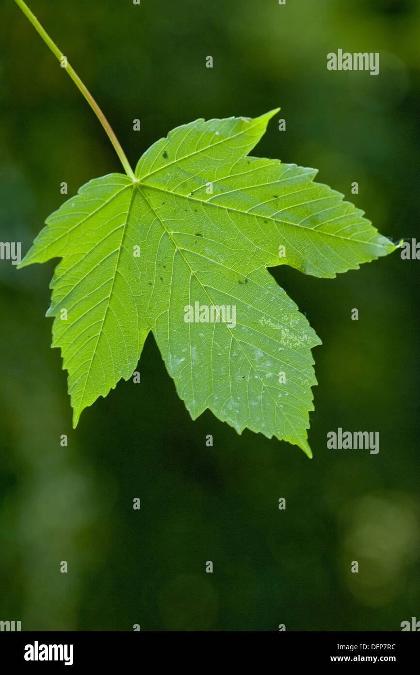 Acero di monte, Acer pseudoplatanus Foto Stock