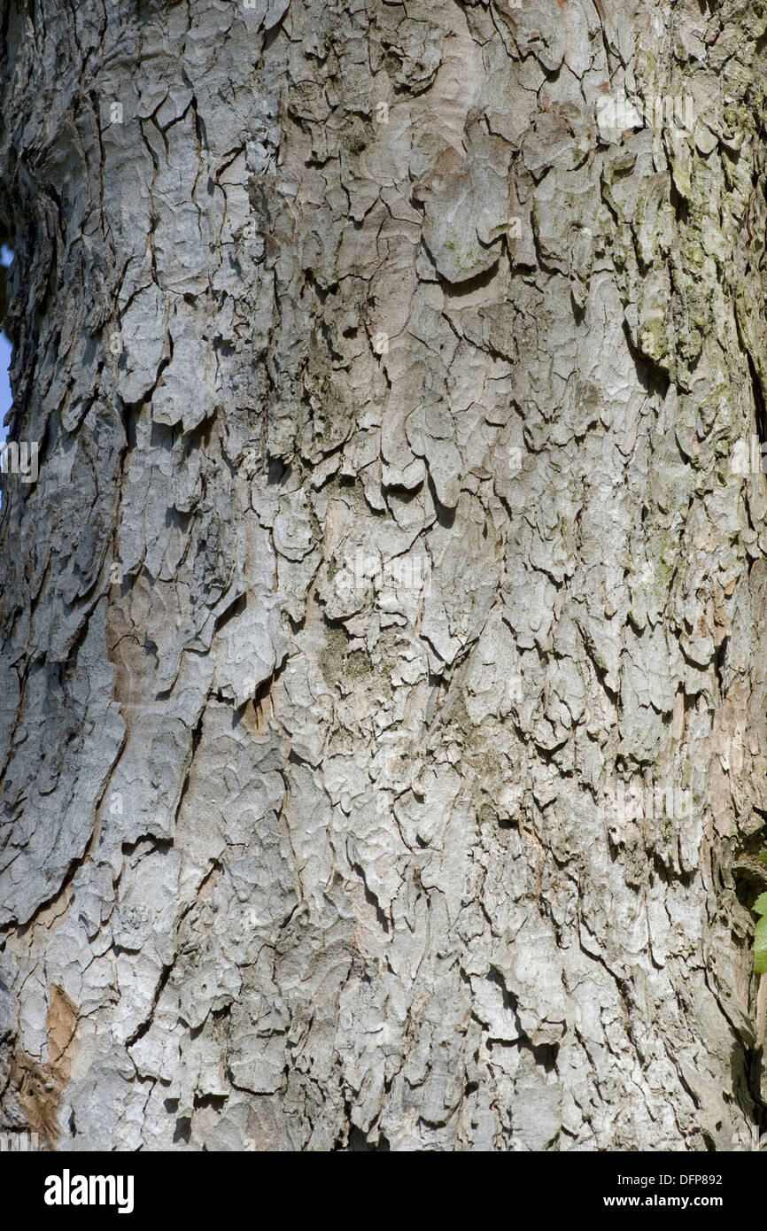 Acero di monte, Acer pseudoplatanus Foto Stock