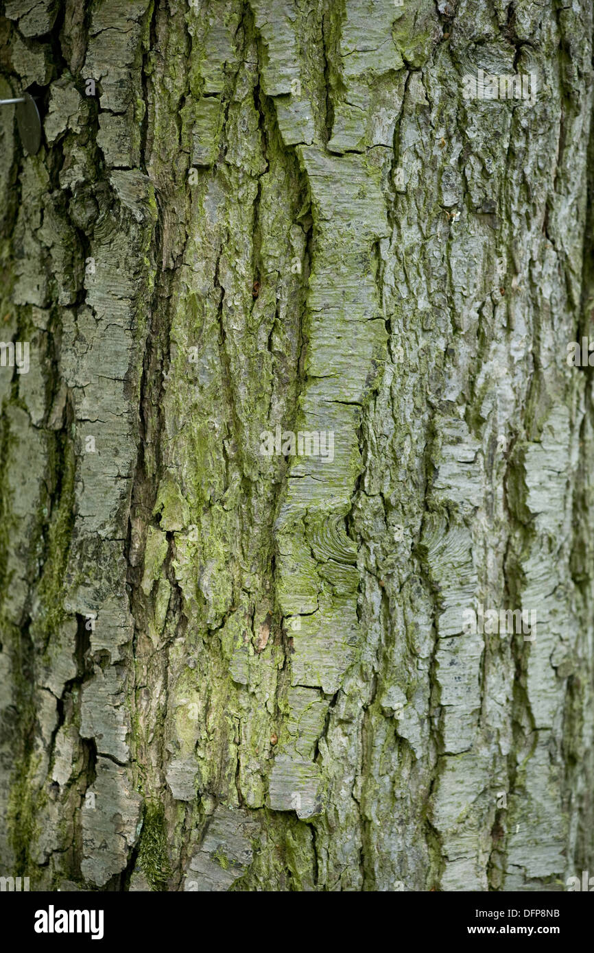 Ontano nero, Alnus glutinosa Foto Stock