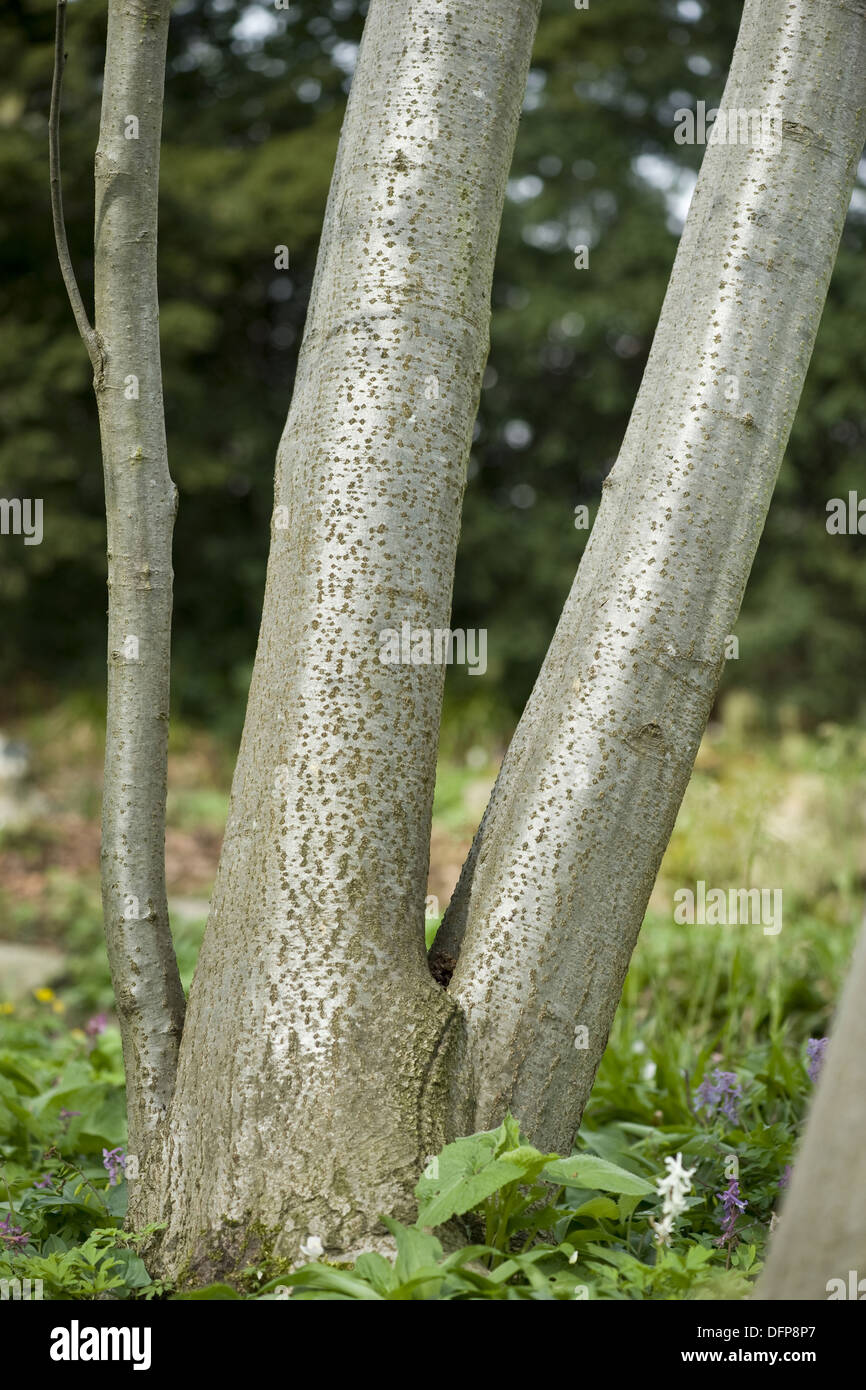 Grigio, ontano Alnus incana Foto Stock