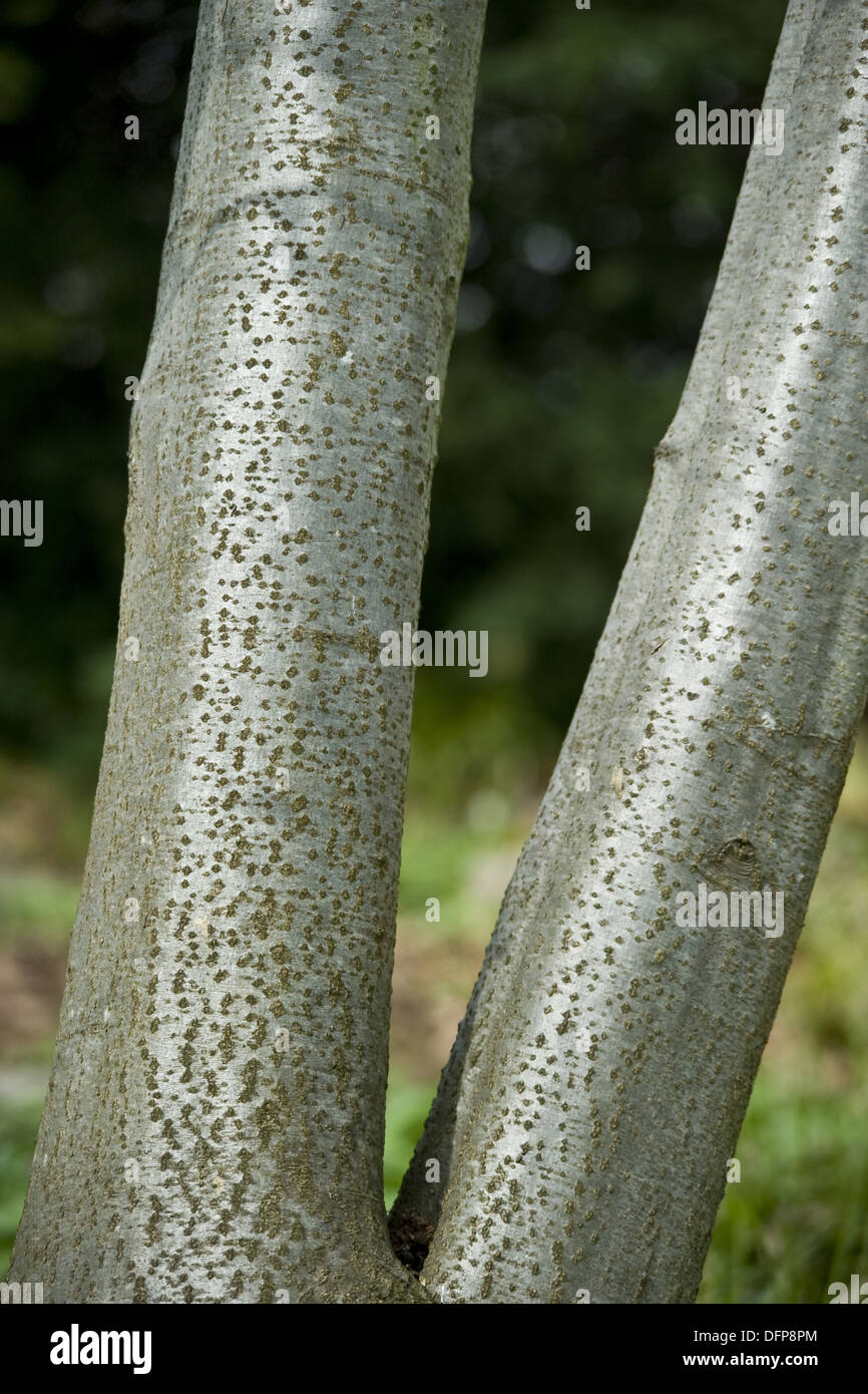 Grigio, ontano Alnus incana Foto Stock