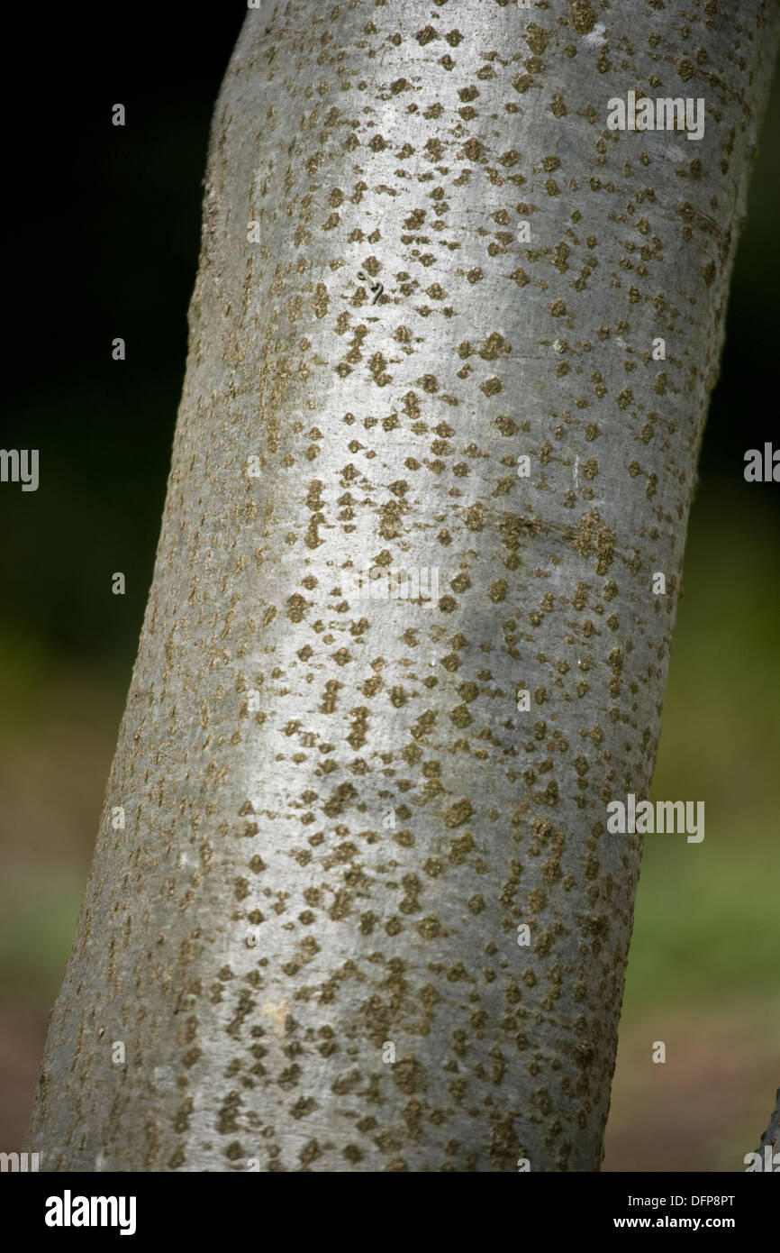 Grigio, ontano Alnus incana Foto Stock