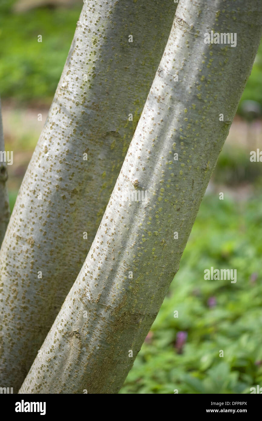 Grigio, ontano Alnus incana Foto Stock