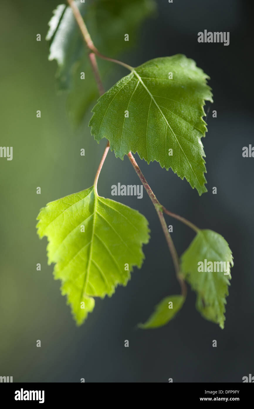 Argento betulla Betula pendula Foto Stock