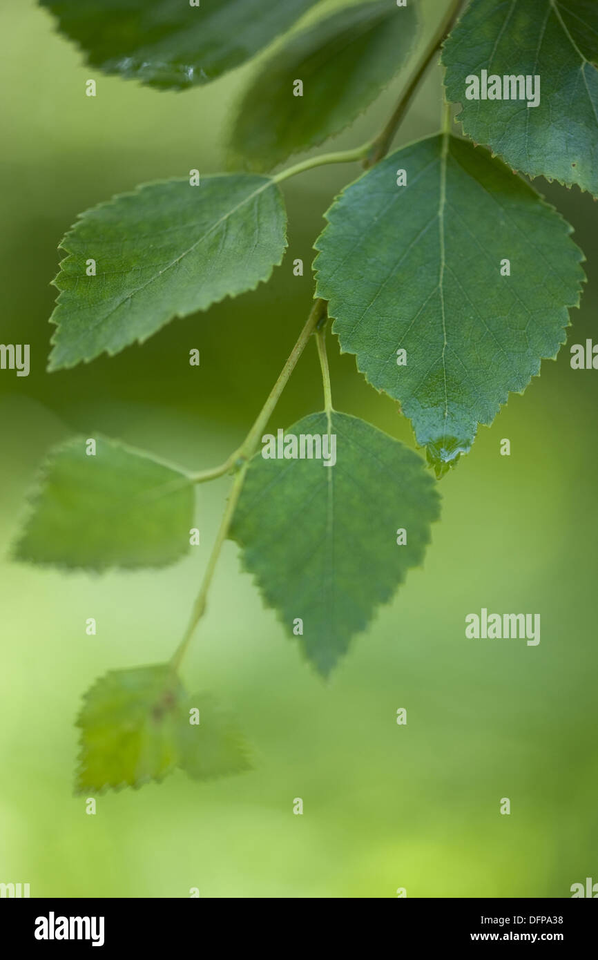 Roverella, betulla betula pubescens Foto Stock