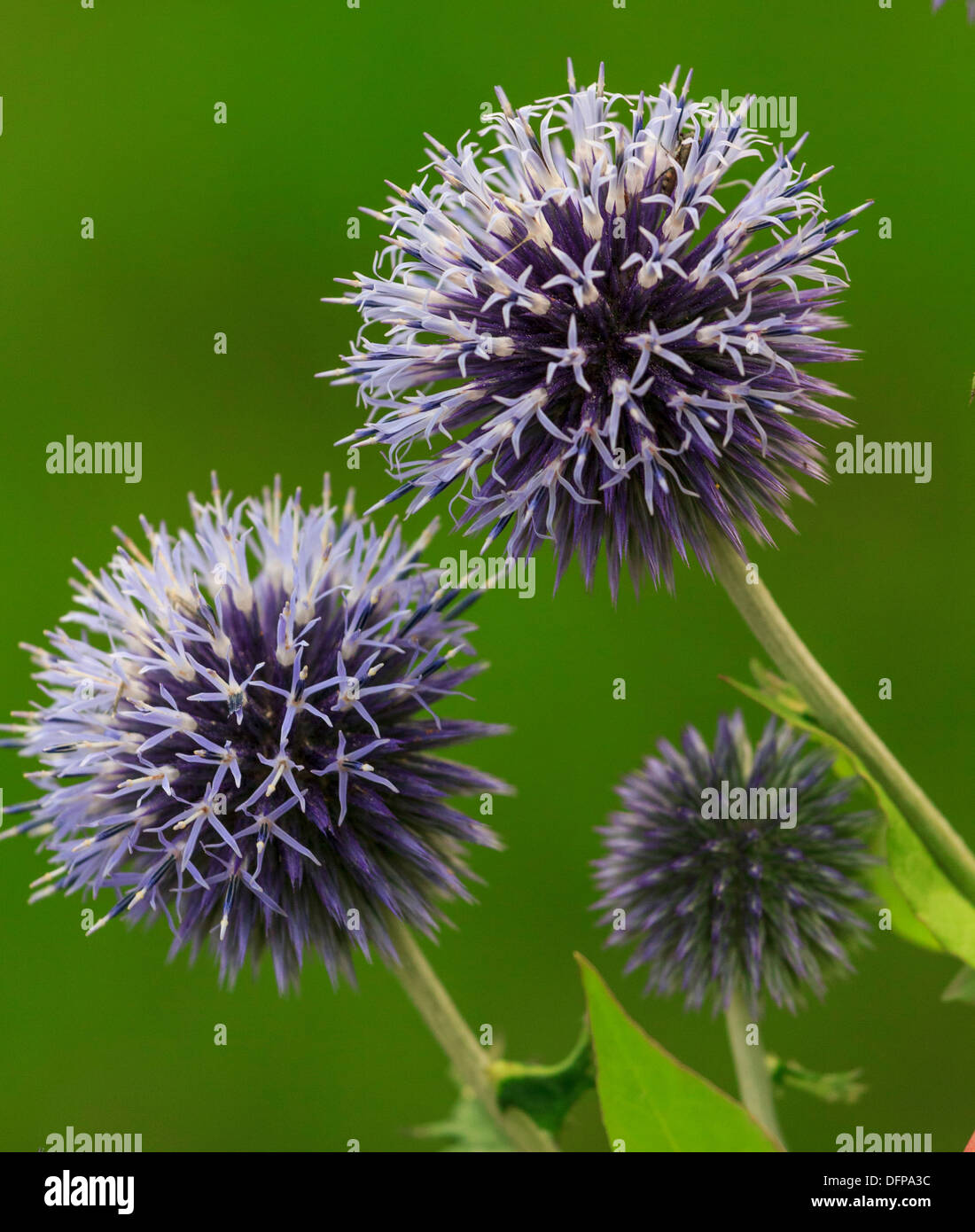 Close-up, immagine dettagliata di violetta thistle fiori in sfondo verde Foto Stock