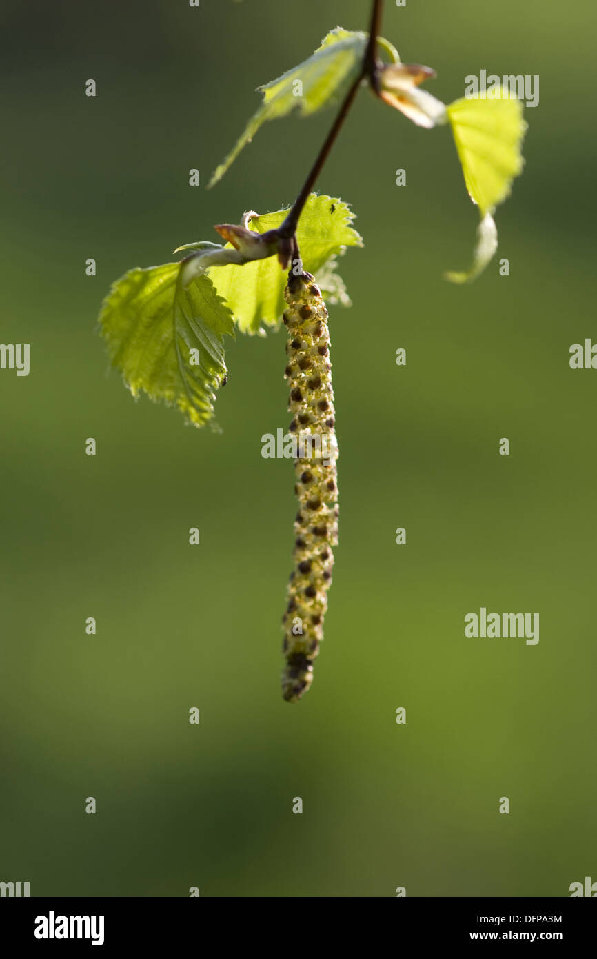 Roverella, betulla betula pubescens Foto Stock