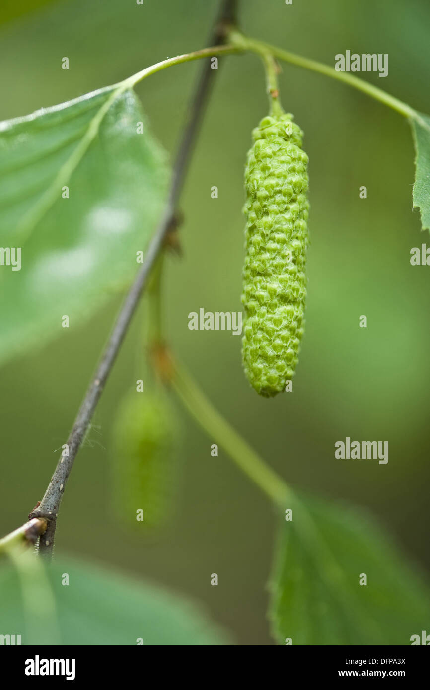 Roverella, betulla betula pubescens Foto Stock