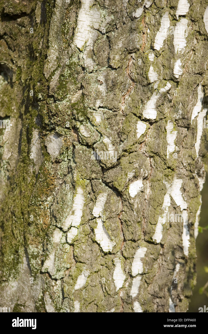 Roverella, betulla betula pubescens Foto Stock
