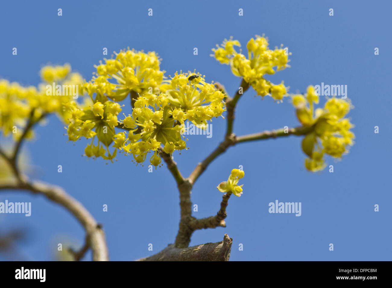 Corniolo, Cornus mas Foto Stock