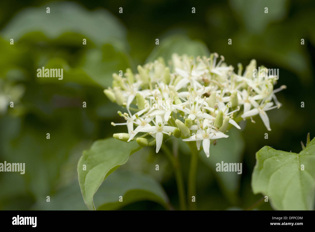 Sanguinella, cornus sanguinea Foto Stock