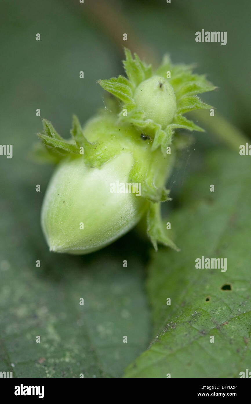Comune di nocciolo, corylus avellana Foto Stock