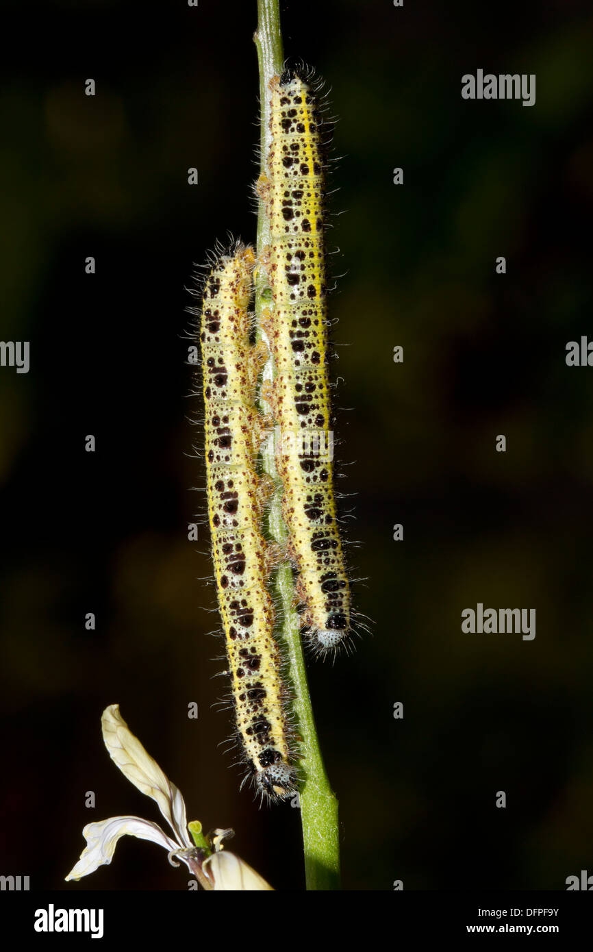 Larva/caterpillar del grande bianco - Sarcococca brassicae, giardino di Pest, England, Regno Unito Foto Stock