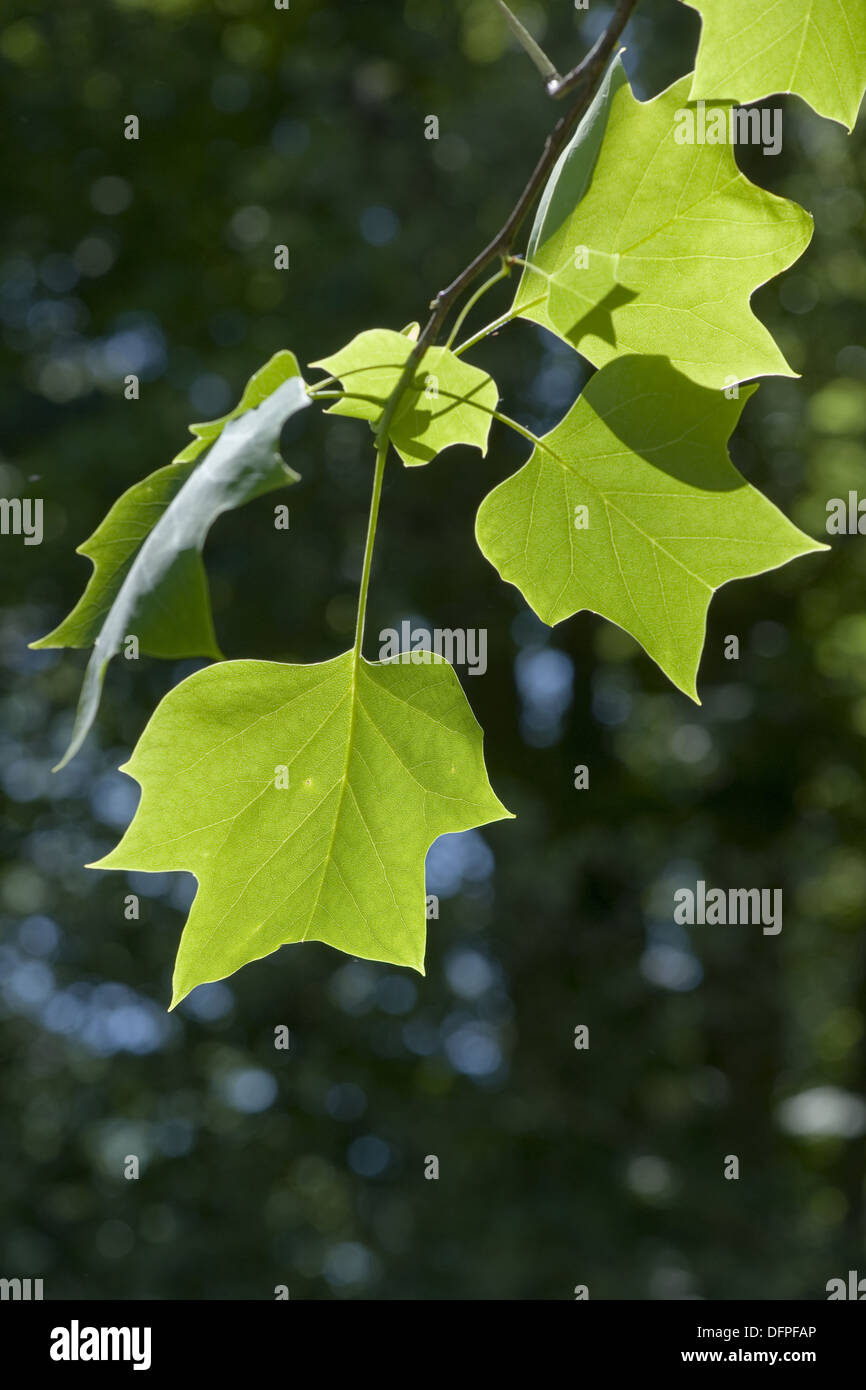 Tulip tree, liriodendron tulipifera Foto Stock