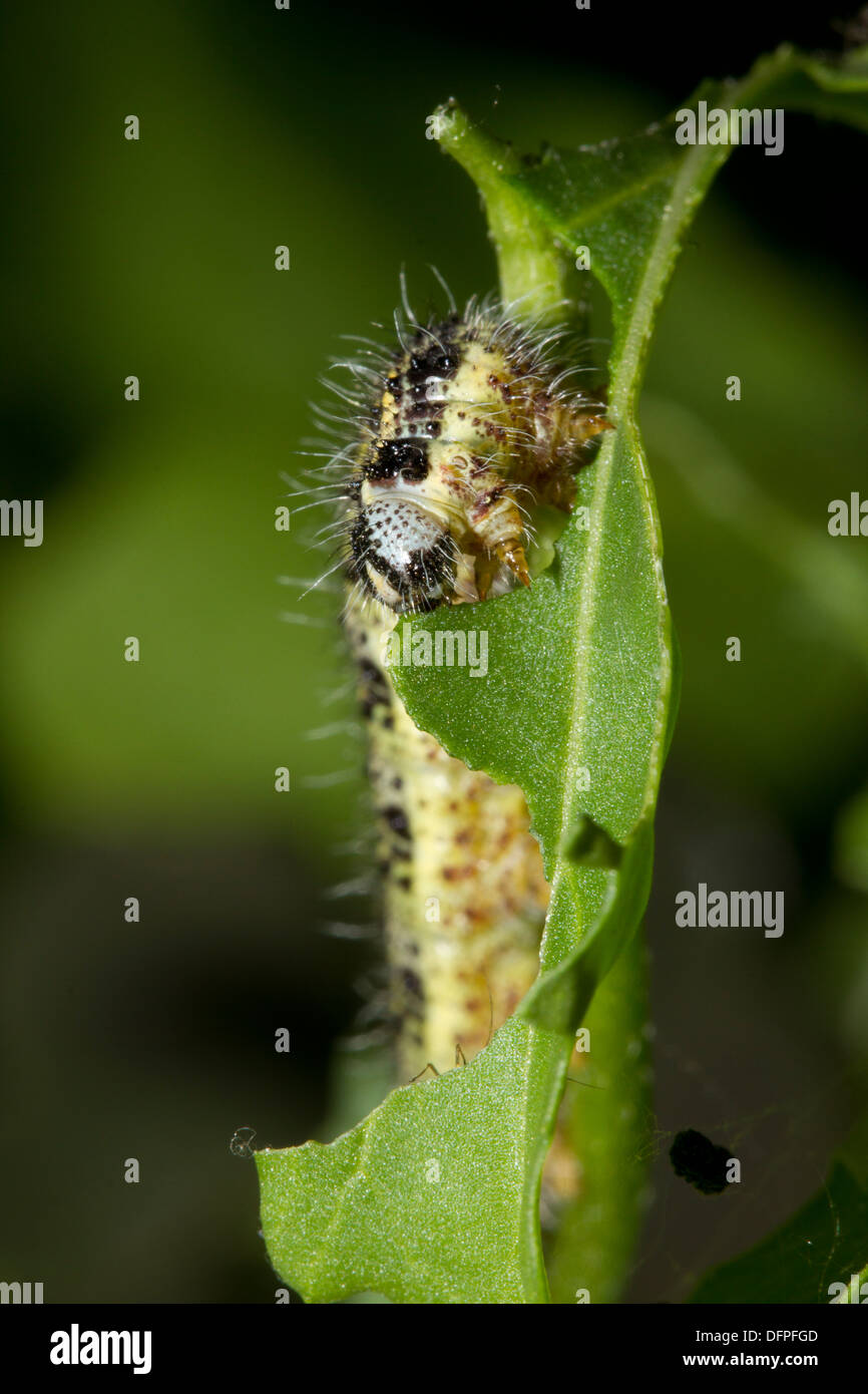 Larva/caterpillar del grande bianco - Sarcococca brassicae, giardino di Pest, England, Regno Unito Foto Stock