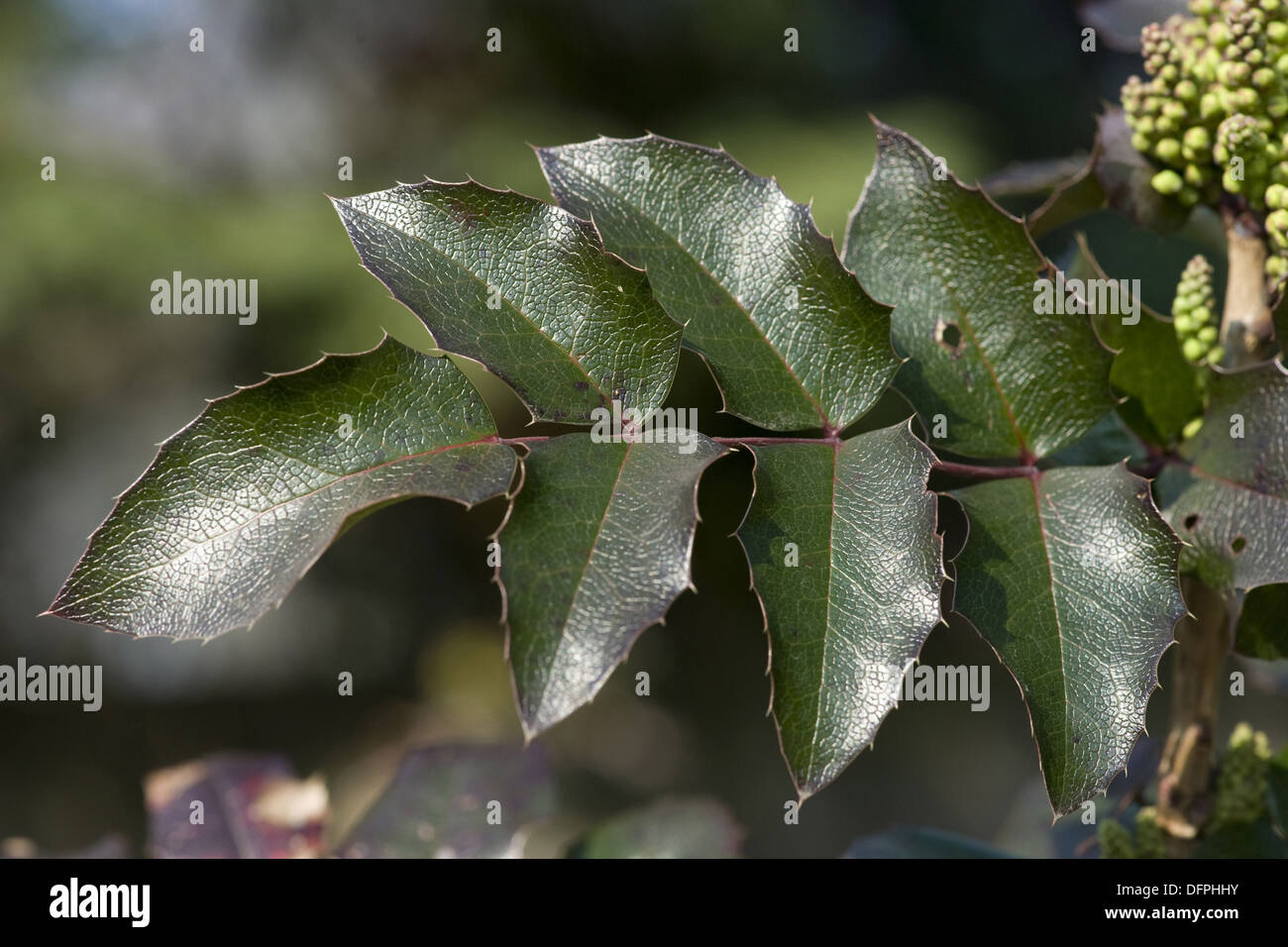 Oregon uva, Mahonia aquifolium Foto Stock