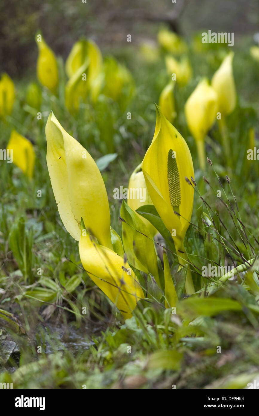 Western Skunk cavolo, Lysichiton americanus Foto Stock