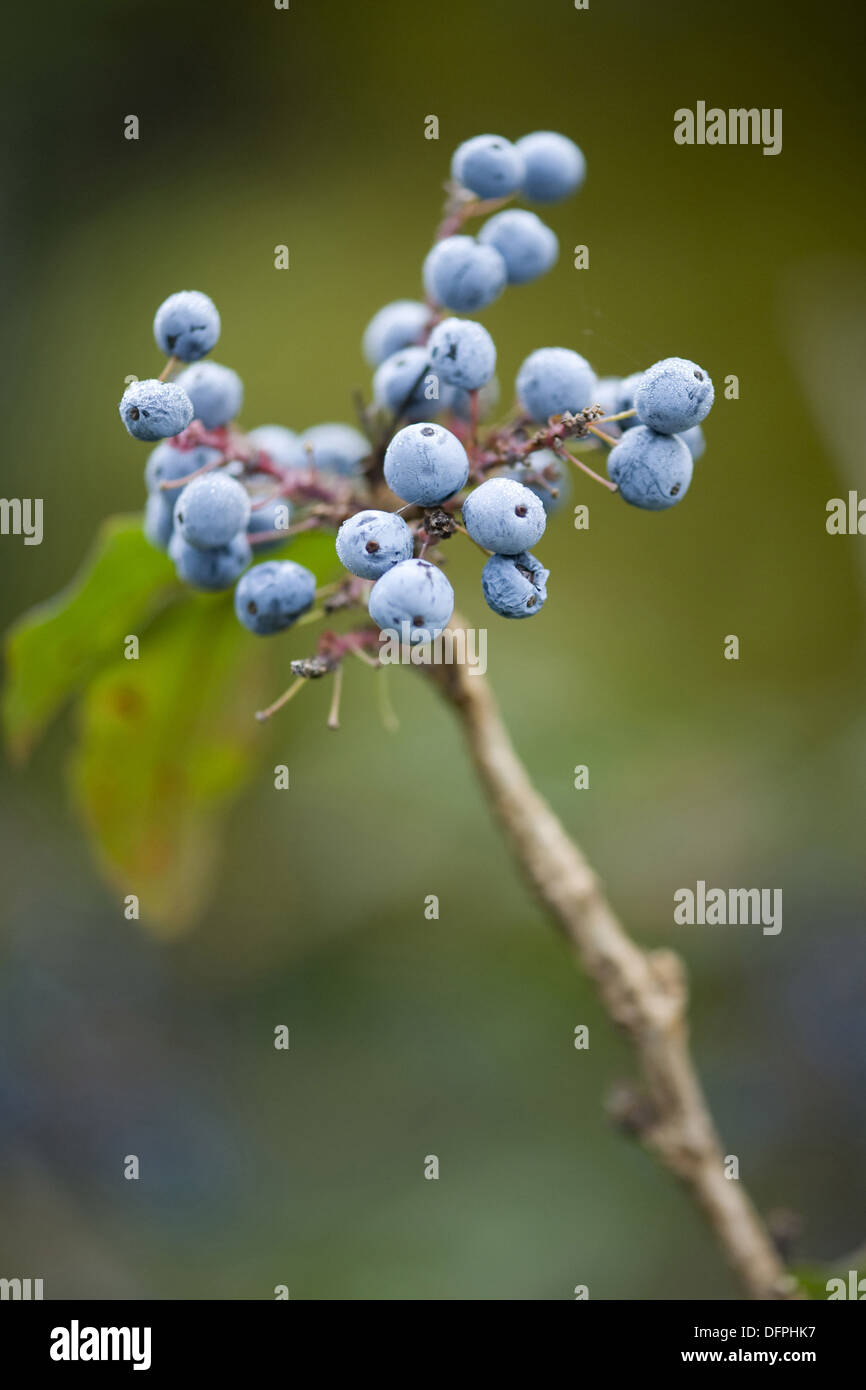 Oregon uva, Mahonia aquifolium Foto Stock