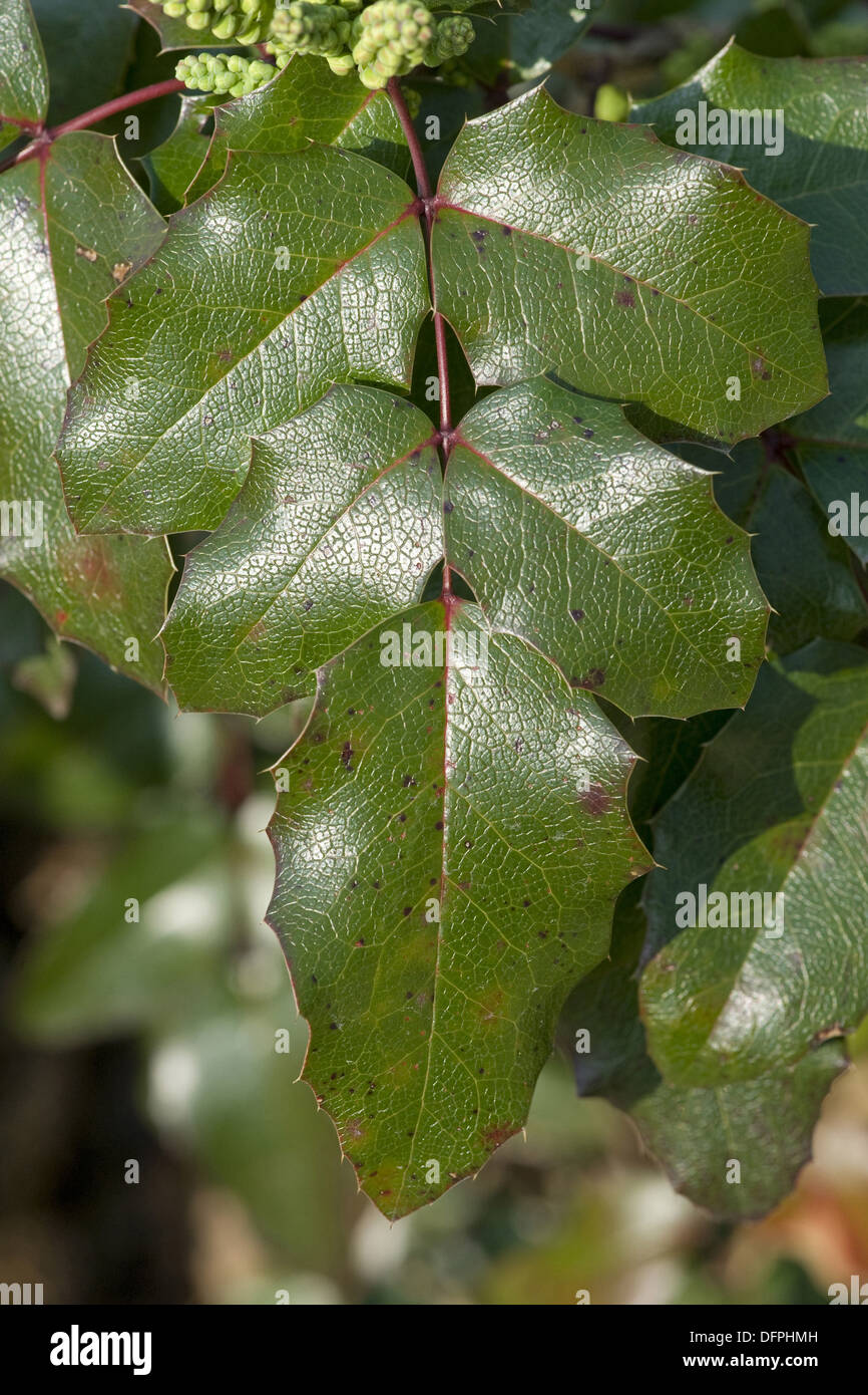 Oregon uva, Mahonia aquifolium Foto Stock