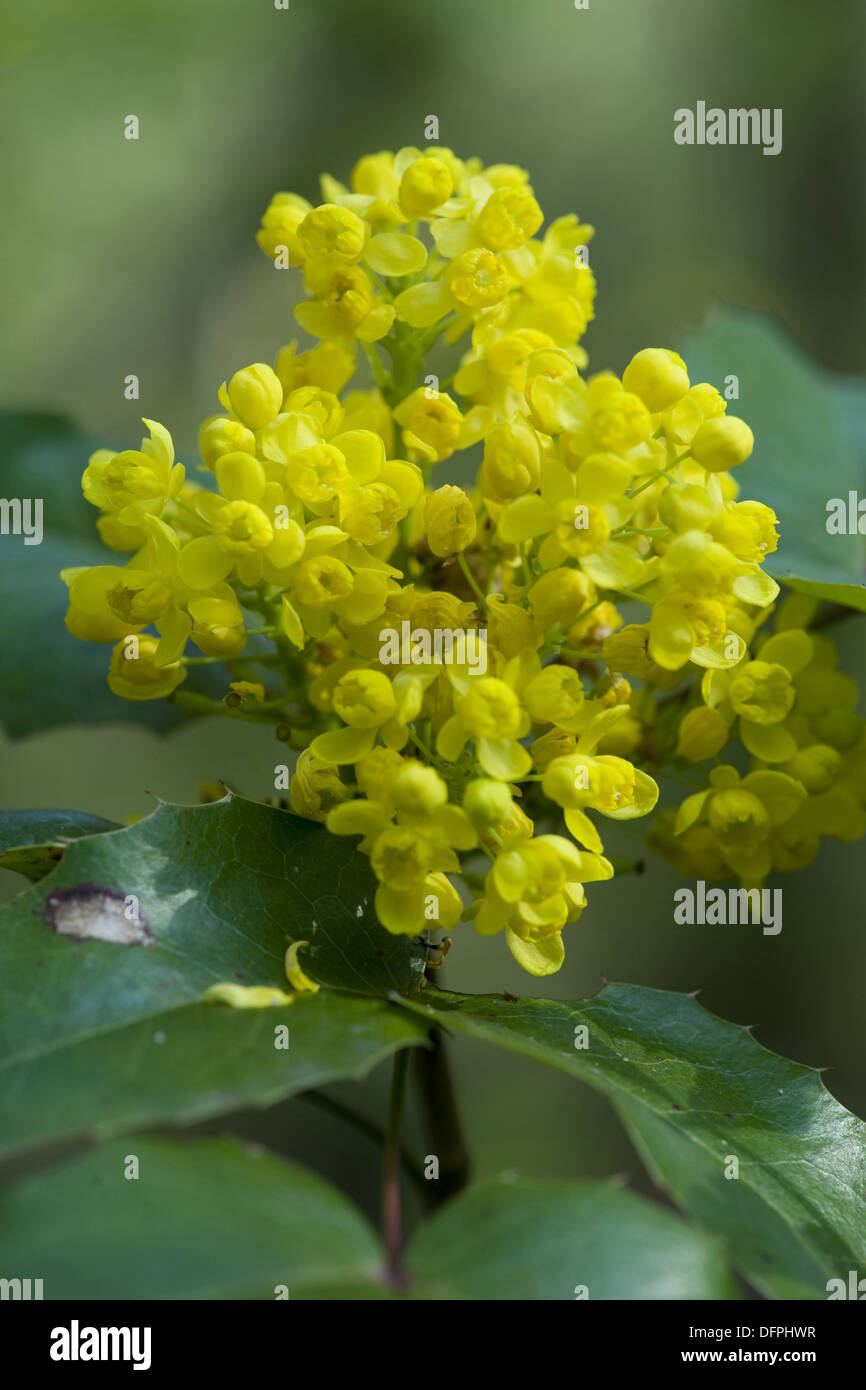 Oregon uva, Mahonia aquifolium Foto Stock