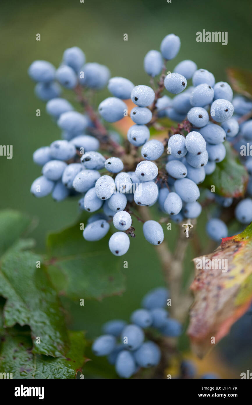 Oregon uva, Mahonia aquifolium Foto Stock