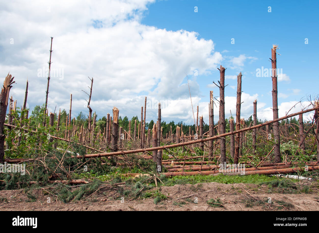 Le rotture di alberi dopo potente uragano Foto Stock