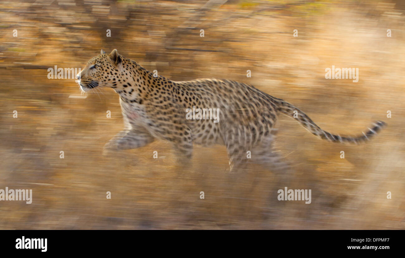 Leopard in esecuzione, il Kruger Park, Sud Africa. Foto Stock