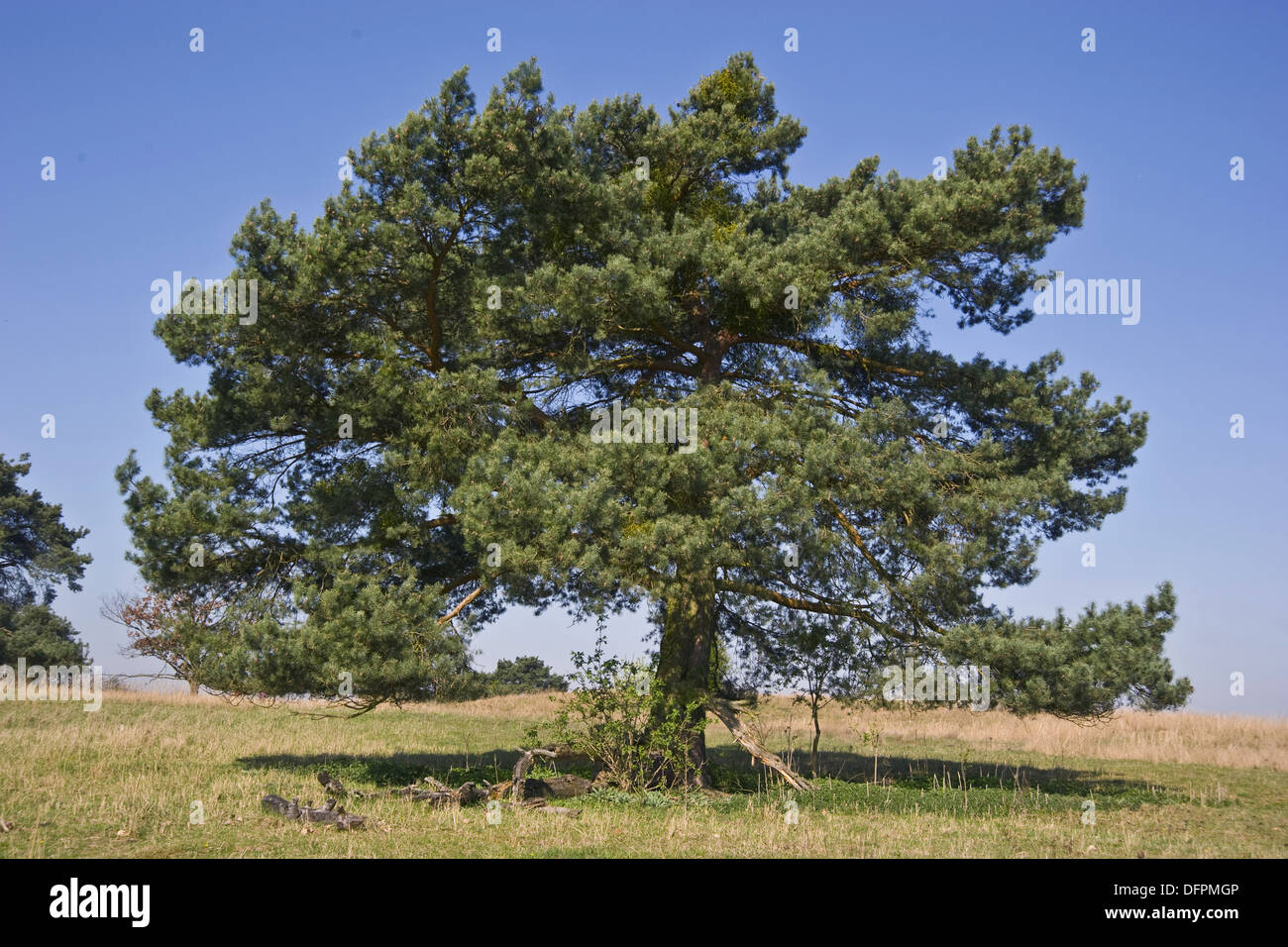 Pino silvestre, Pinus sylvestris Foto Stock