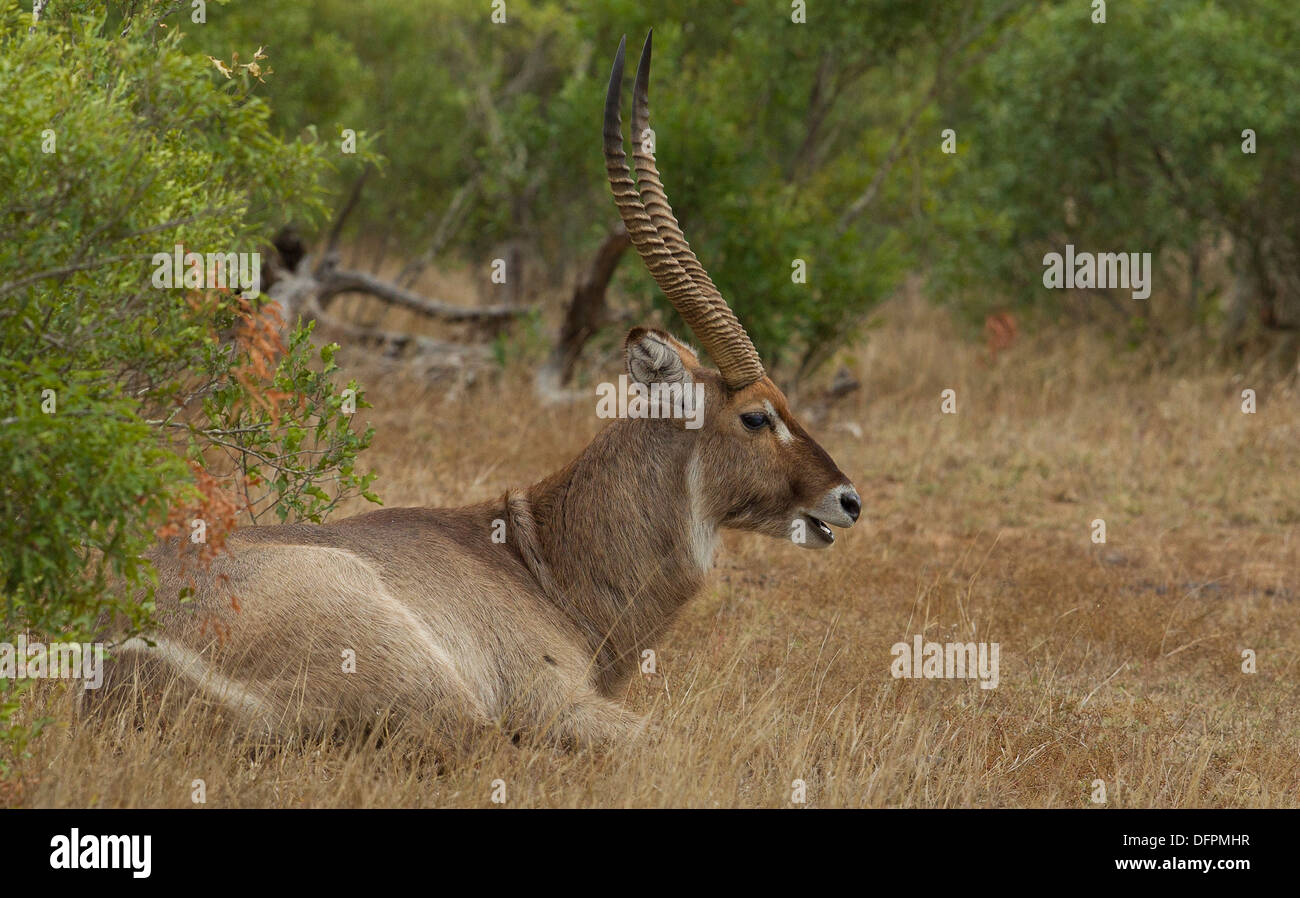 Appoggio Waterbuck, Kruger Park, Sud Africa Foto Stock