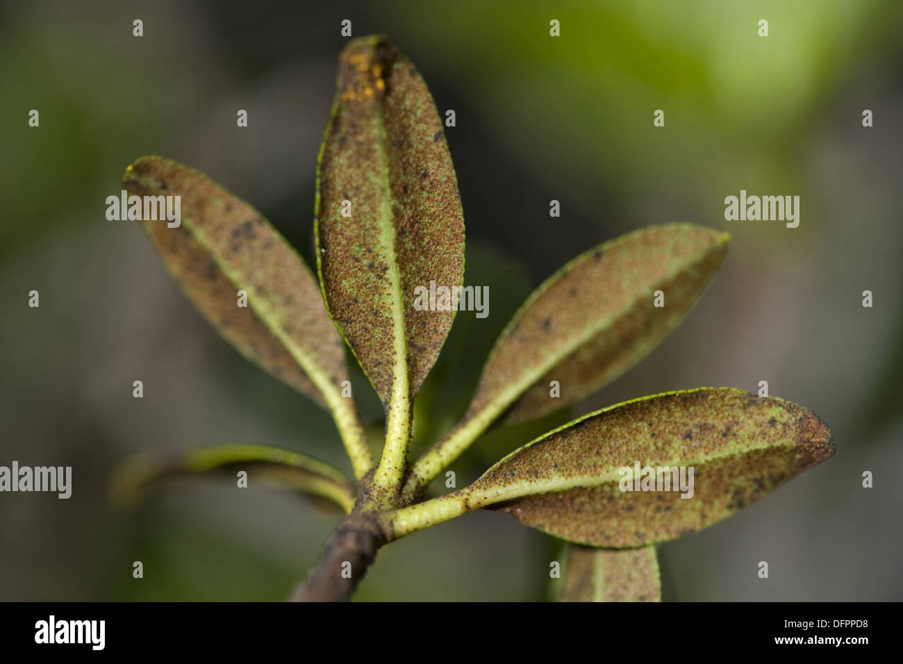 Rusty-lasciava alpenrose, Rhododendron ferrugineum Foto Stock