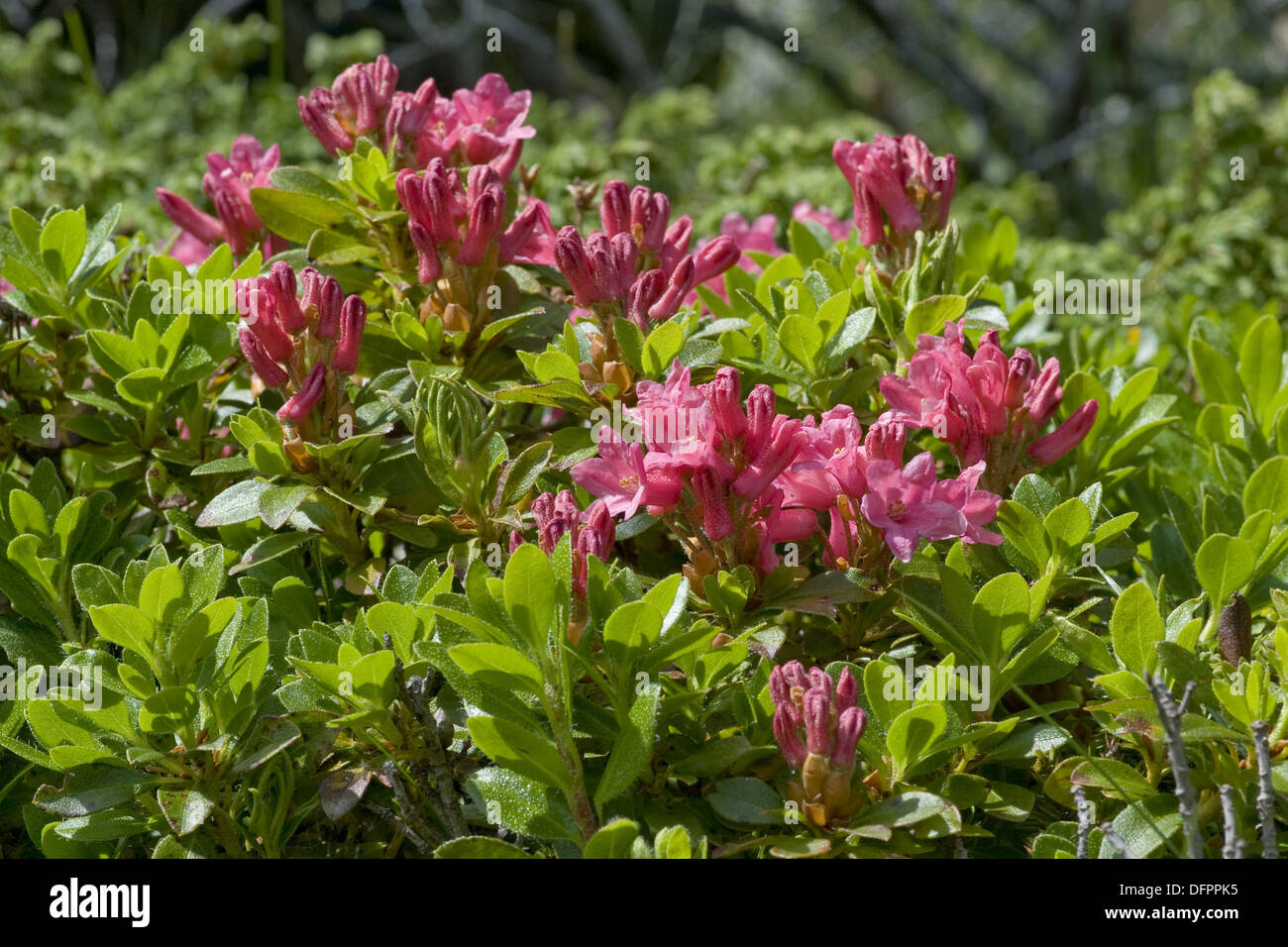 Peloso, rododendro Rhododendron hirsutum Foto Stock