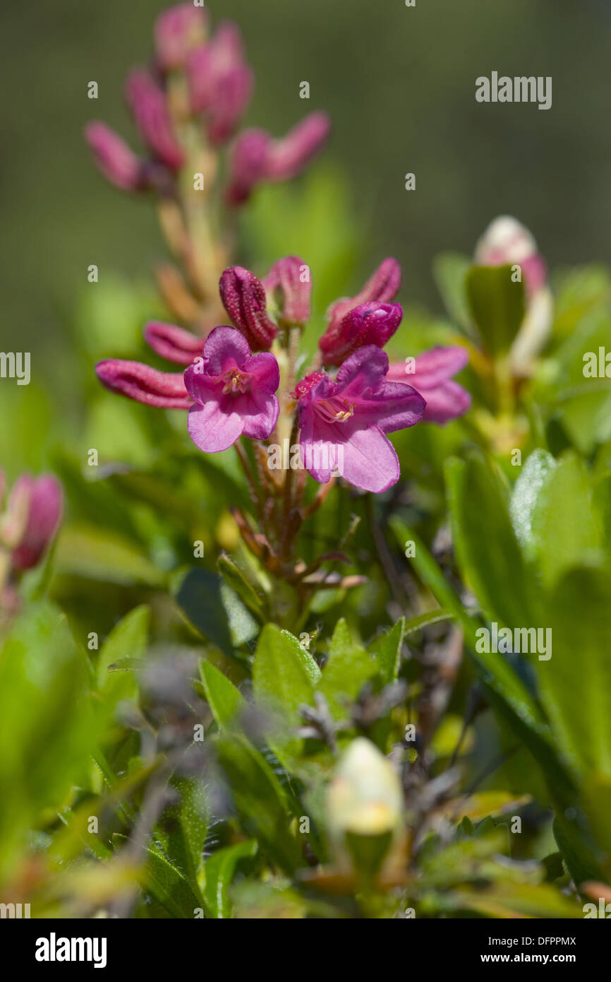 Peloso, rododendro Rhododendron hirsutum Foto Stock
