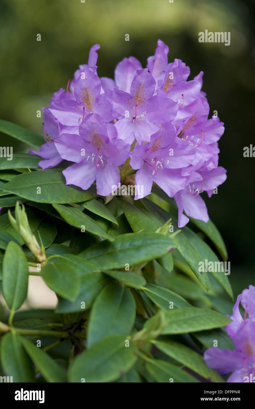 Rododendro Foto Stock