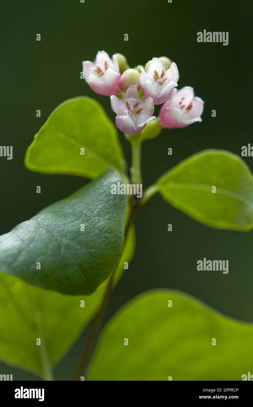 Snowberry comune, symphoricarpos albus Foto Stock