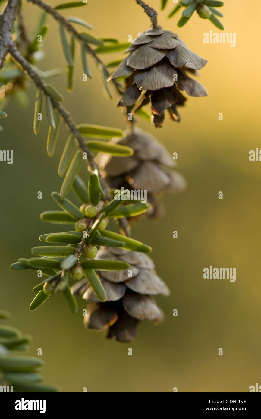 Canadian hemlock, tsuga canadensis Foto Stock