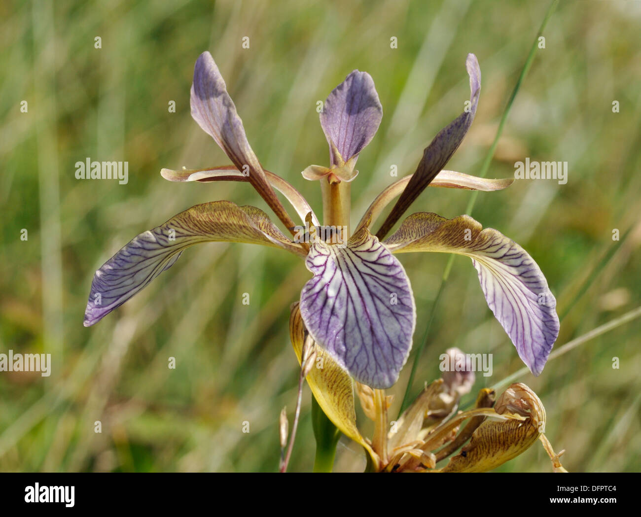 Maleodoranti Iris - Iris foetidissima Foto Stock