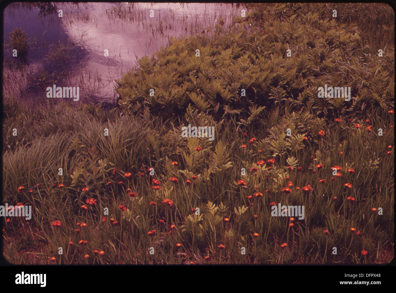 L'area del lago artificiale di Pontook, situata sul fiume Androscoggin tra il lago Umbagog e Berlino, offre una vista pittoresca del fiume e del suo paesaggio naturale circostante. Foto Stock