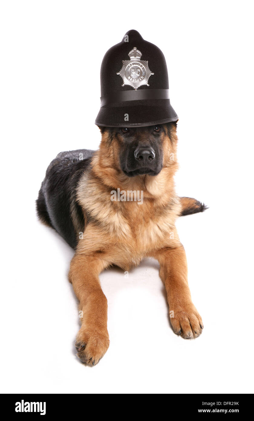 Pastore Tedesco cane che indossa un casco di polizia Foto Stock