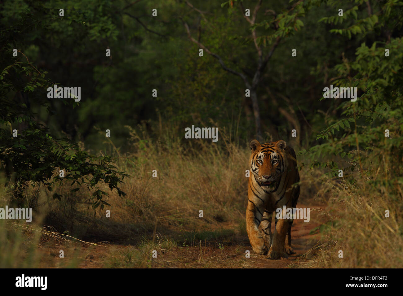 Colpo alla testa del Royal tigre del Bengala in foresta monsonica di Ranthambhore National Park Foto Stock