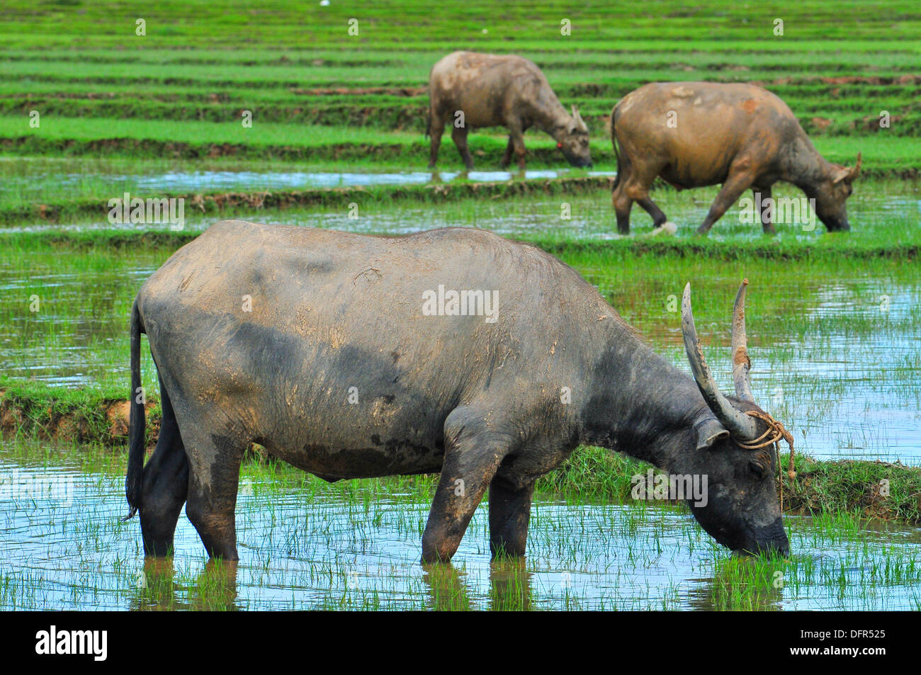 Animali domestici in Thailandia - Tre asiatici bufali d'acqua alimentare nel campo di riso (Koh Yao Noi, Phang-Nga) Foto Stock